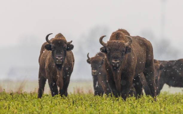 istock European Bison herd feeding in snowy field 1302925476