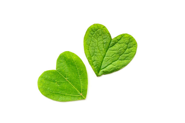 amour; background; card; celebrate; celebration; closeup; color; concept; couple; creative; cut; cute; day; decor; decoration; decorative; design; emotion; feeling; figure; flat lay; foliage; fresh; gift; green; handmade; happiness; happy; heart; holiday; isolated; leaf; leaves; love; lovely; natural; nature; present; romance; romantic; saint; shape; sign; simple; symbol; texture; two; valentine; valentine's; white