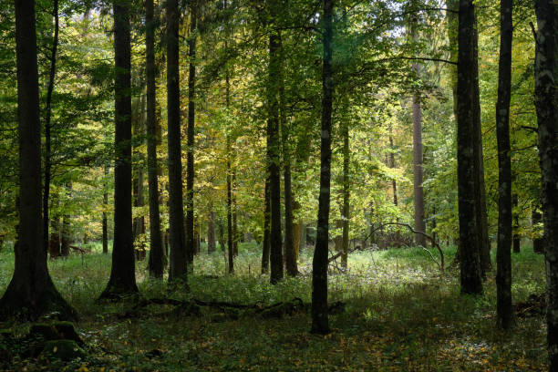istock Group of old hornbeams in autumn 1302925618