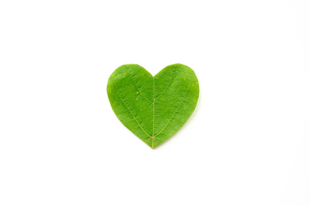istock St. Valentine's day. The heart is cut from foliage on white background 1302925638