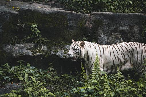 White tiger in Singapore zoo. Singapore