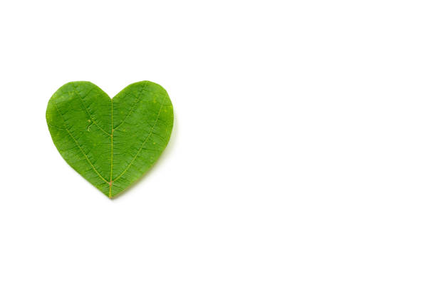istock St. Valentine's day. The heart is cut from foliage on white background 1302925749
