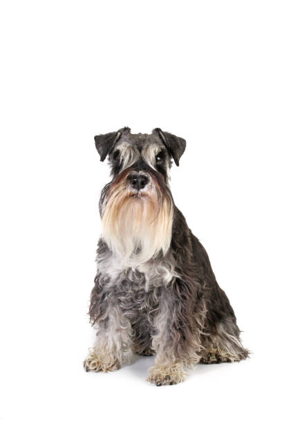 istock miniature schnauzer dog sitting isolated on white 1302926957