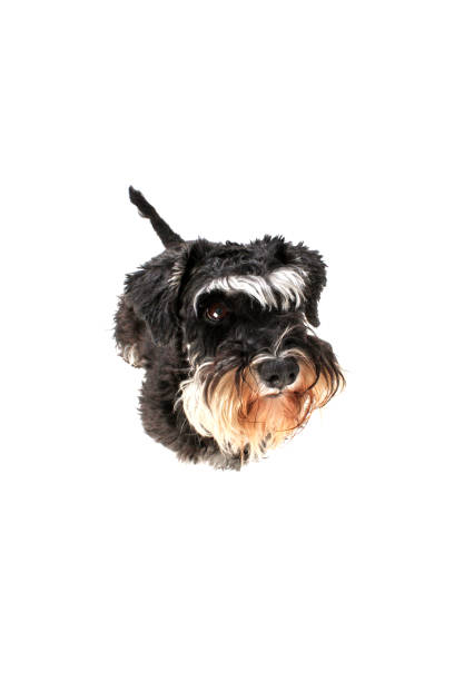 istock miniature schnauzer dog looking up isolated on white background 1302926984