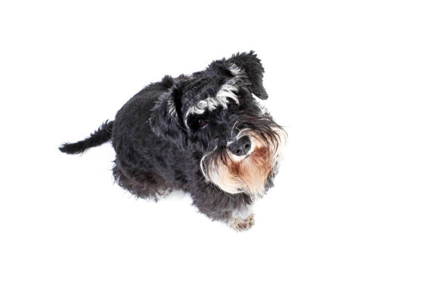 istock miniature schnauzer dog looking up isolated on white background 1302927016