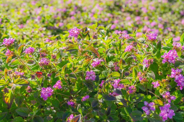 Small clusters of purple flowers. Purple Trailing Lantana in bloom in city park. An evergreen plant, a wonderful freely flowering groundcover