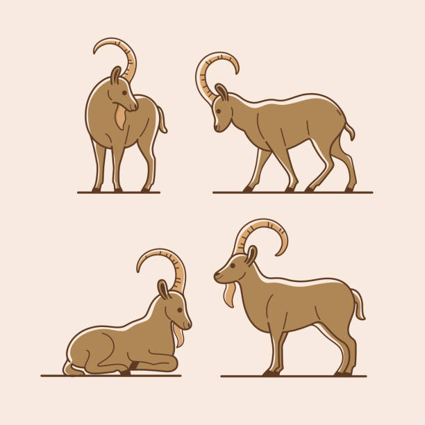 Cartoon Of Mountain Goat Illustrations, Royalty-Free Vector Graphics & Clip  Art - iStock