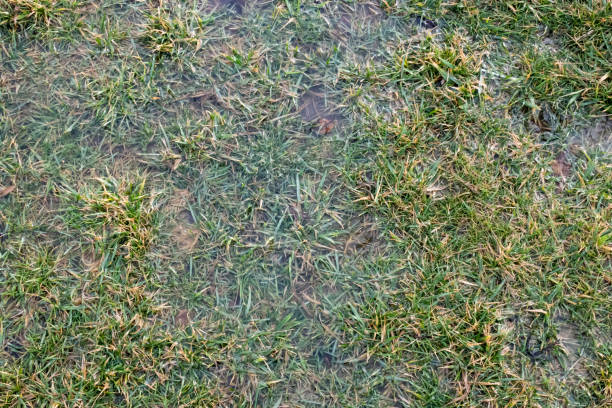 istock green grass in the water 1302929001