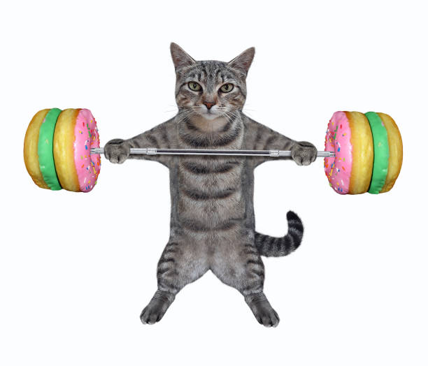 istock Cat gray lifting donut barbell 1302930150