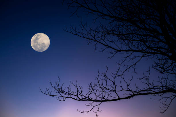 istock Silhouette of tree branches on twilight sky background with full moon 1302930256