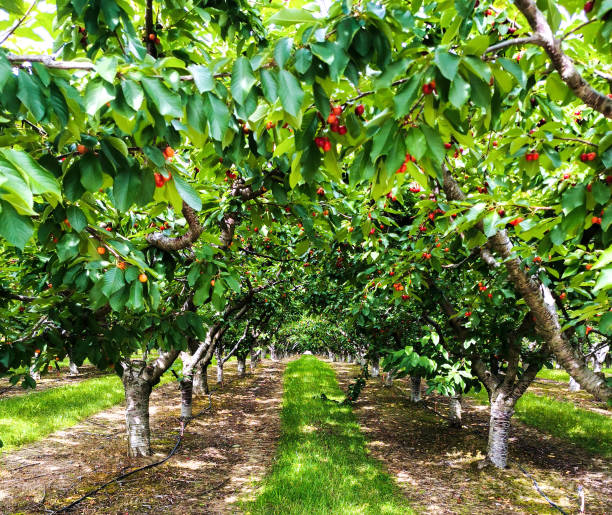 istock Cherry Tree in Cherry Orchard Farm Agricultural 1302930310