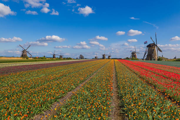 istock Windmills and flowers in Netherlands 1302931169