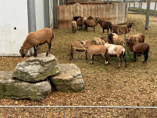 istock Animals on the Rock 1302931433