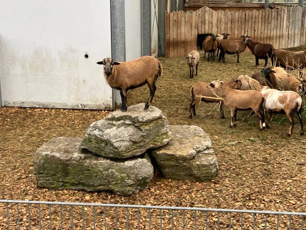 istock Animals on the Rock 1302931444