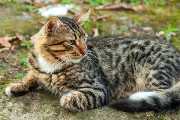 istock Cute tabby cat on the ground 1302933516