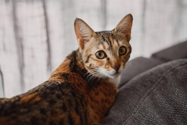 istock Small cat of ginger, brown and white color lying at grey sofa bed 1302934484