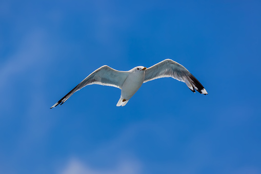 Flying seagull with a blue sky background