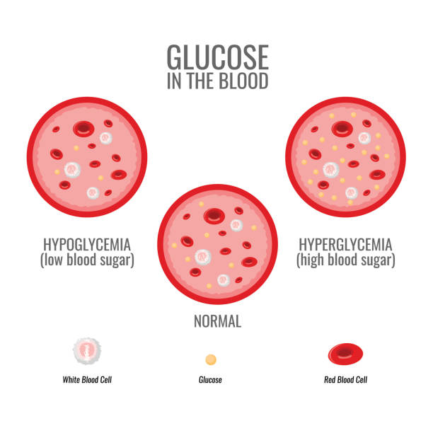 infografik des glukosespiegels. gefäß- und blutgesundheit. vektor - hypoglycaemia stock-grafiken, -clipart, -cartoons und -symbole