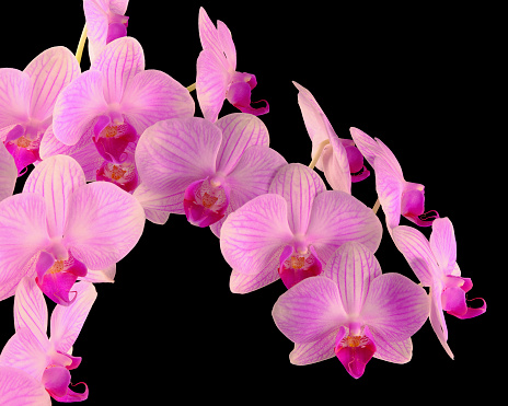 Vibrant colorful image of Phalaenopsis orchid flowers against a black background. Lots of depth of field.