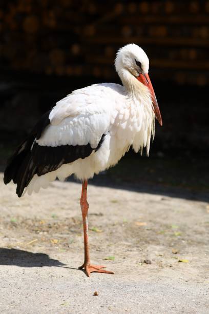 Stork big black and white bird close-up.