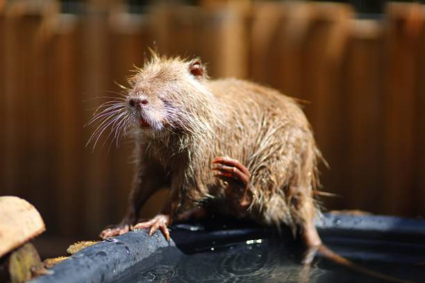 istock Young nutria water rodent washes 1302938064