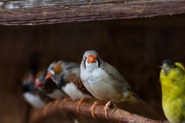 istock Birds are sitting on branch in cage 1302938096