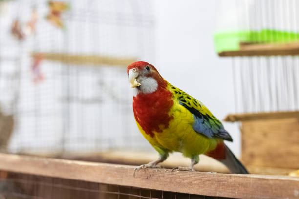 istock Colorful bird are sitting on branch in cage 1302938141