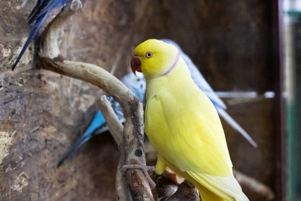 istock Yellow parrot are sitting on branch in cage 1302938180