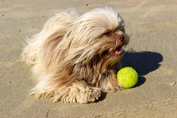 Happy dog breed Chichu on the sunny beach playing with tennis ball