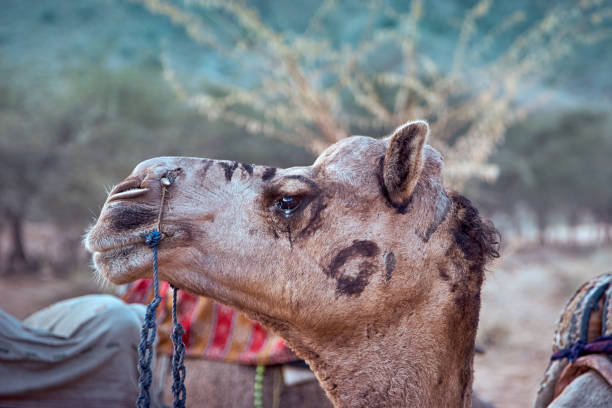 istock Camel portrait in India 1302942145