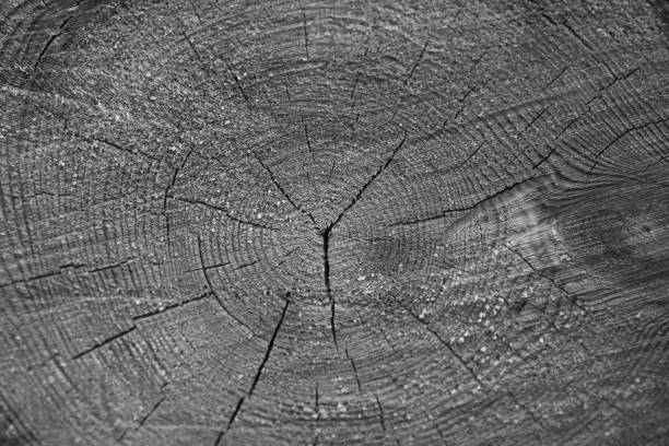 Cross section of tree trunk, log end, black and white