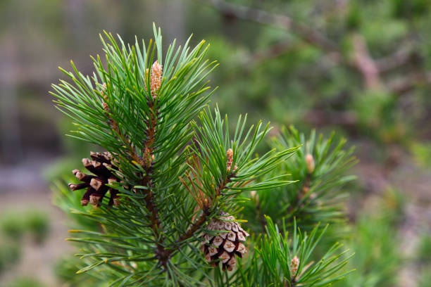 istock Pine close up, pine cone, branch of a coniferous tree 1302943090
