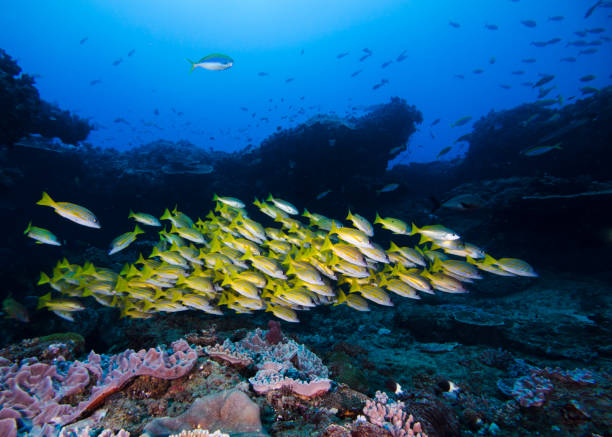 istock A school of yellow Bluebanded snapper fish 1302944299