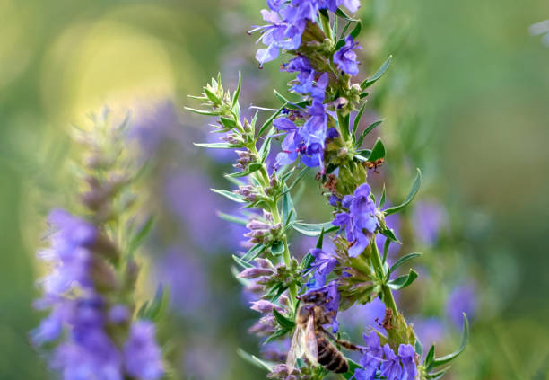 Purple flowers of hyssop (hyssopus officinalis)