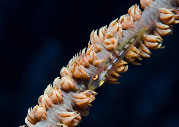 istock Macro shot of a Seawhip goby 1302945179