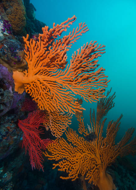 istock Sinuous sea fans growing on the rock 1302945460