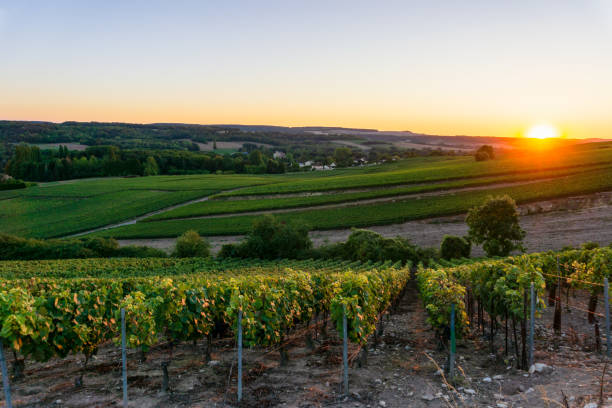 istock Row vine grape in champagne vineyards at montagne de reims 1302946055