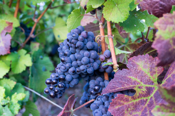 istock Row vine grape in champagne vineyards at montagne de reims 1302946604