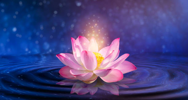 lotus pink light purple floating light sparkle purple background - water lily pink yellow imagens e fotografias de stock