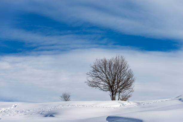 istock Lonely Bare Tree in Winter With Snow - Altopiano della Lessinia Veneto Italy 1302947868