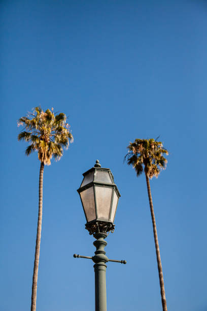 istock Palms and street lamps 1302948012