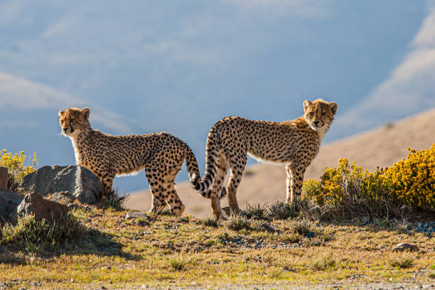 istock Two Cheetah cubs stand looking over the rolling hills 1302948065