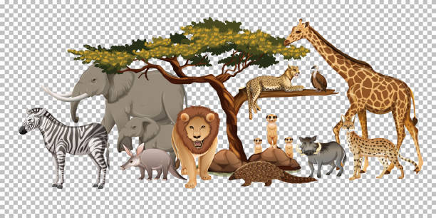 istock Group of wild african animal on transparent background 1302948329