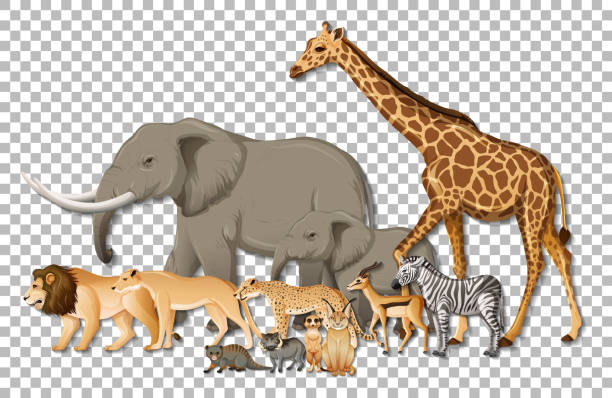 istock Group of wild African animals on transparent background 1302948416
