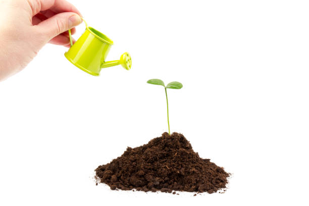 istock Sprout watered from a watering can isolated on white background 1302949676