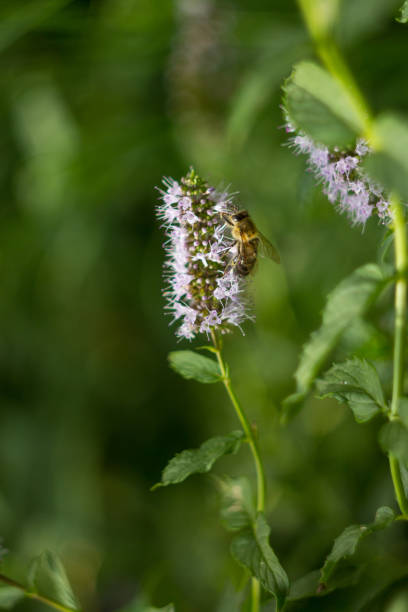 istock Close up of common mint (mentha spicata) flowers in bloom 1302949828