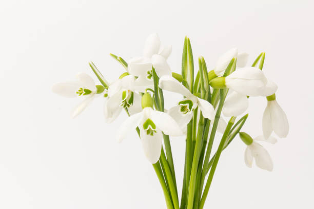 istock Snowdrop on white background. White springs flower in close-up with copy space. 1302950079