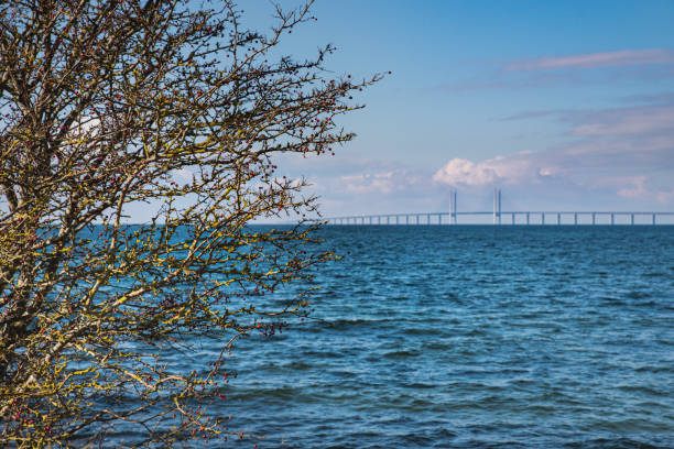 arbusto selvagem perto do mar báltico com a oresundsbron (ponte oresund) ligando a região de skane a copenhague através do estreito de oresund - klagshamn - fotografias e filmes do acervo