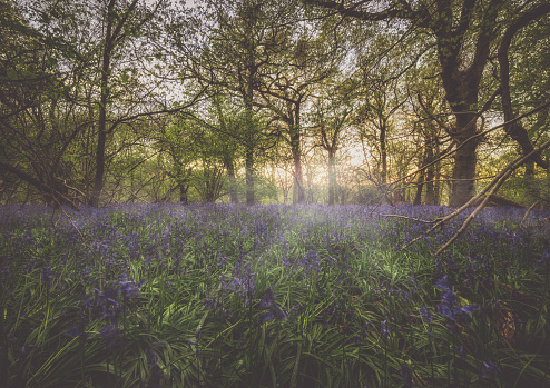 Foxley Wood in spring with bluebells, Norfolk Wildlife Trust iv. Foxley Wood NWT, May 2022