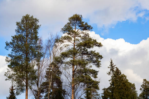 Tall pines on the background of sky and clouds in the sunlight